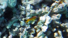 Longfin Damselfish Juvenile 1